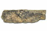 Dinosaur (Triceratops) Frill Shield Section - Montana #373872-1